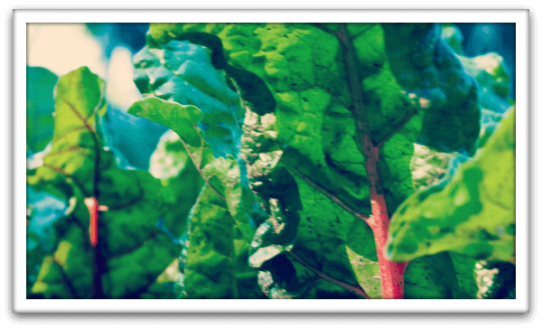 Raw Vegan Running Recipes