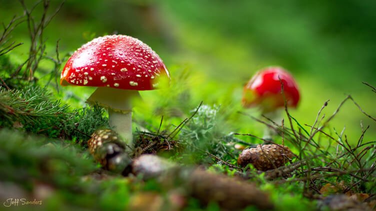 Nootropics, Mushrooms, and Adaptogens with James Beshara