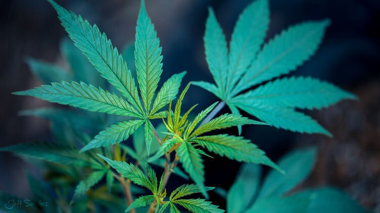 Marijuana and CBD with HempFusion Founder Jason Mitchell, N.D.